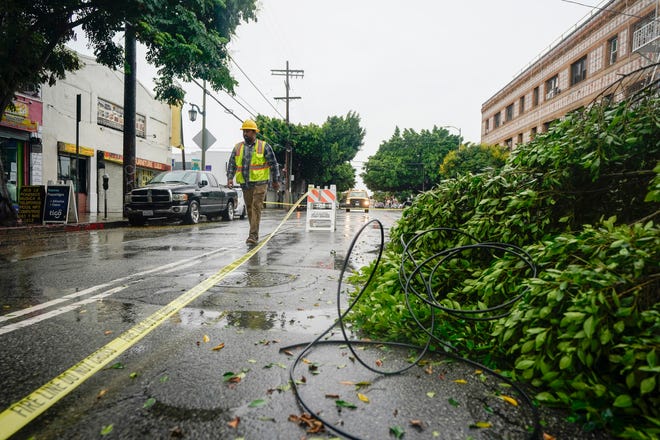 A worker walks past a fallen tree blocking Pico Boulevard, Sunday, Aug. 20, 2023, in Los Angeles.