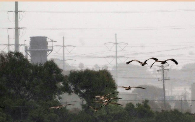 A flock of pelicans flies past power lines in Carlsbad, Calif., Sunday, Aug. 20, 2023.