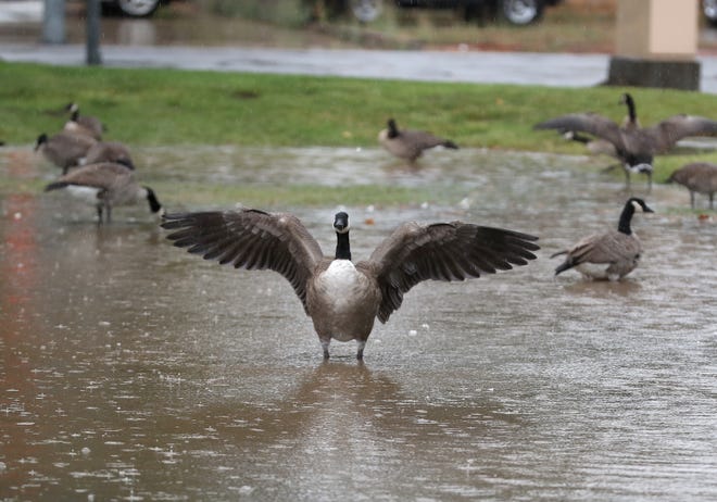 Geese enjoy the puddles of water in the parking area at Rancho Simi Community Park off Royal Avenue and Thompson Lane in Simi Valley on Sunday, Aug. 20, 2023.